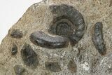 Plate of Devonian Ammonite Fossils - Morocco #291026-1